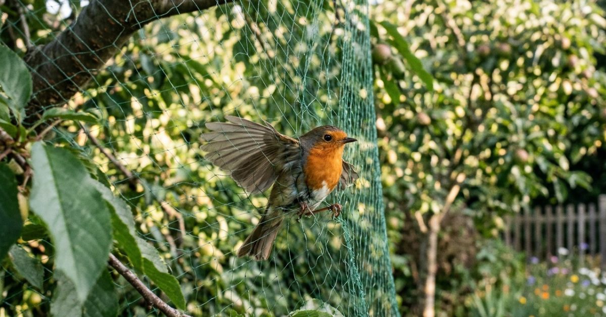 Le piège des filets de protection pour arbres qui blesse vos oiseaux