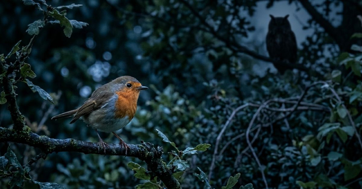 Pourquoi ce chant doiseau à 22h indique la présence de ce prédateur